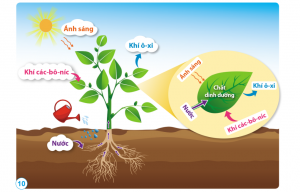 Sơ đồ về sự trao đổi khí, nước, chất khoáng của thực vật với môi trường